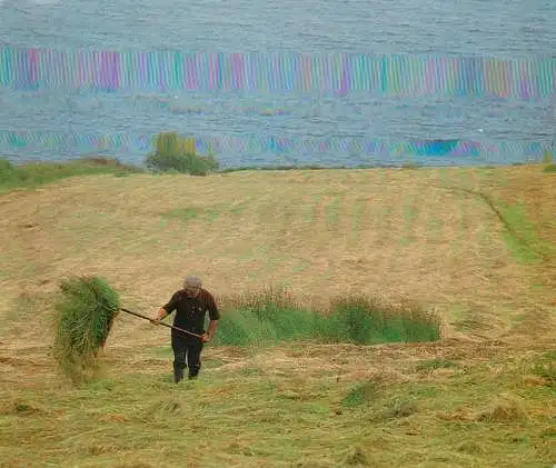 Irealand Killybegs Donegal countryside types and scenes shaking the hay