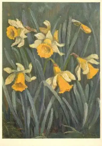 Flora illustration daffodils flowers