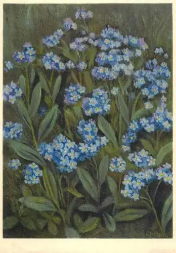 Flora illustration Miosotide palustre water forget-me-not flowers