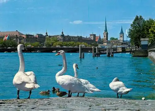 Switzerland Zurich swans on the lake shore