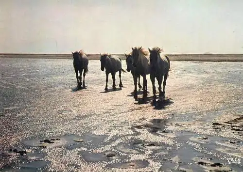 France Camargue chevaux dans un bain de lumiere