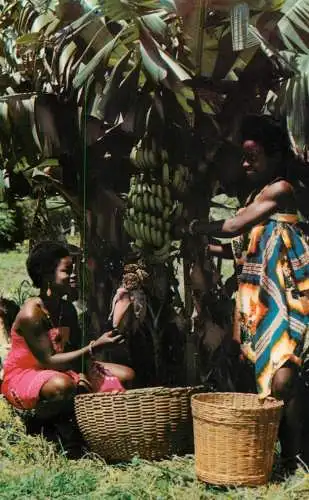African ethnic types and scenes women picking bananas