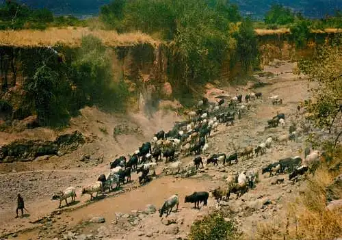 Kenya herdsman & cattle herd at the waterhole aerial view