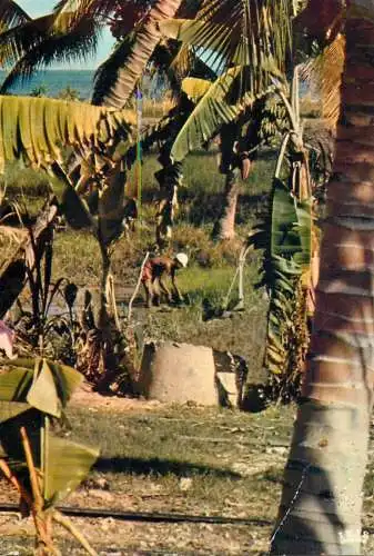 Haiti ethnic types and scenes - replantation of rice