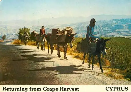 Cyprus Returning from grape harvest types and scenes
