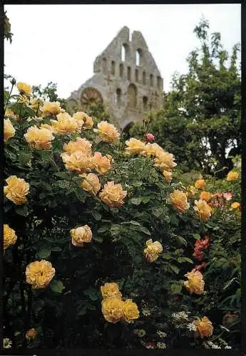 Sweden Visby Rosor vid Nicolairuinen