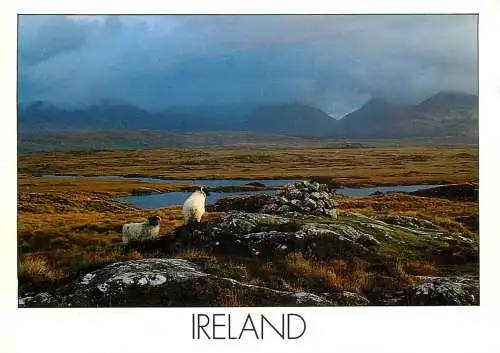 Ireland West coast rugged landscape sheep Peter Zoller photo