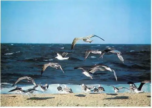United States > MA - Massachusetts > Cape Cod gulls hovering