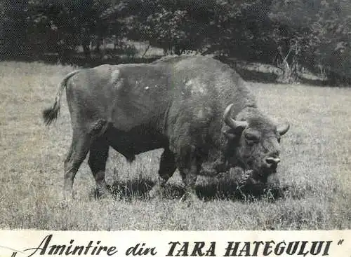 Romania zimbru din Tara Hategului