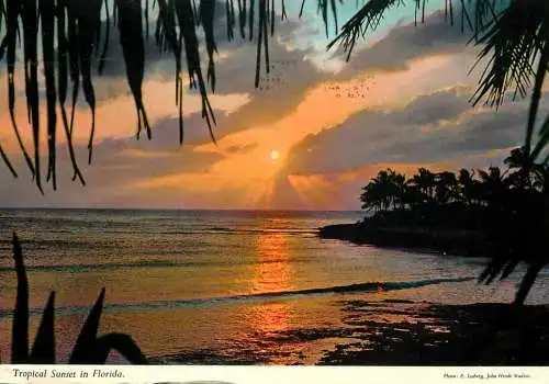 USA Florida tropical sunset