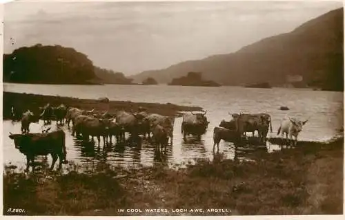 Scotland Argyll Loch Awe cow herd