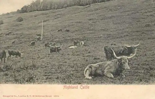 Scotland Highland Cattle