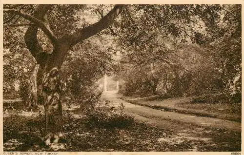 England New Forest Queen's Bower