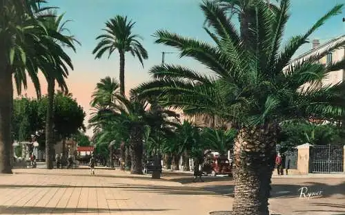 cpsm France Hyeres-les-Palmiers Avenue de Belgique