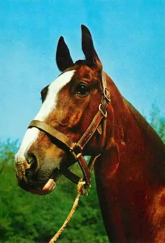 Animaux chevals, horse postcard West Germany