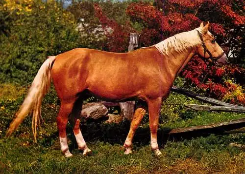Animaux chevals, horse postcard Western Germany