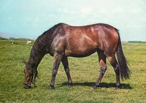 Animaux chevals, horse postcard Germany Trallener
