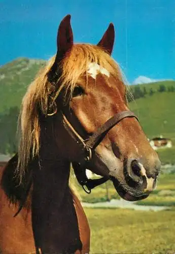 Animaux chevals, horse postcard Germany
