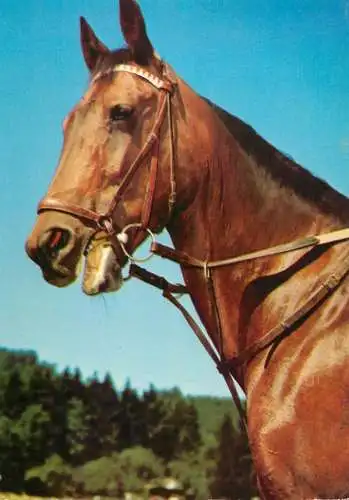 Animaux chevals, horse postcard Germany