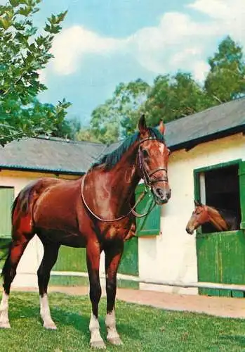 Animaux chevals, horse postcard Germany Hannoveraner