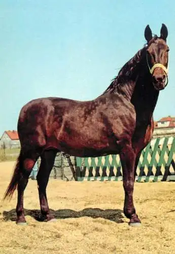 Animaux chevals, horse postcard Germany