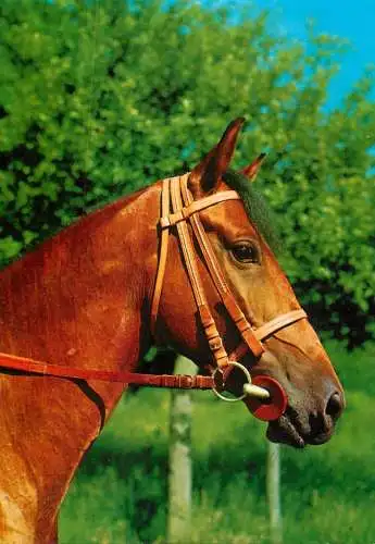 Animaux chevals, horse postcard West Germany