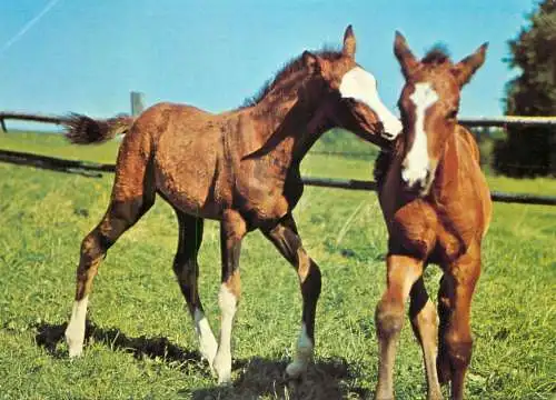 Animaux chevals, horse postcard Germany