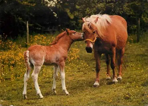 Animaux chevals, horse postcard Germany Sabine
