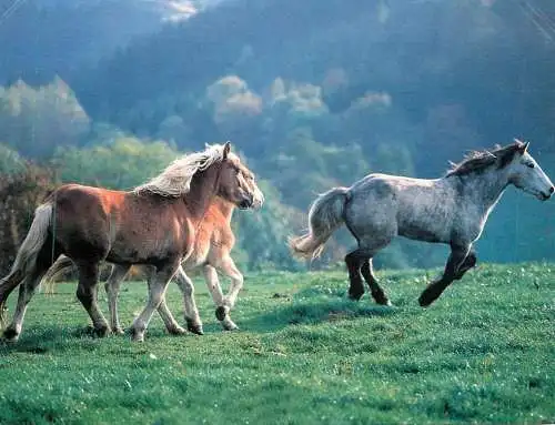 Animaux chevals, horse postcard Germany poney