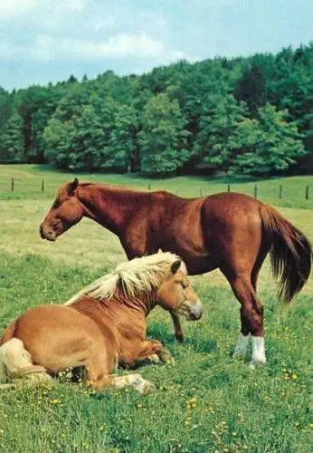 Animaux chevals, horse postcard Germany resting