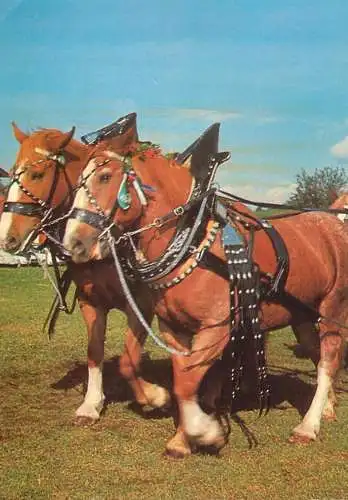 Animaux chevals, horse postcard Germany short legs