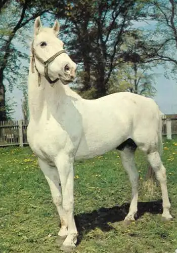 Horse, cheval, Pferde Postkarte Germany