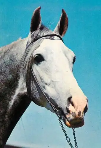 Horse, cheval, Pferde Postkarte Germany