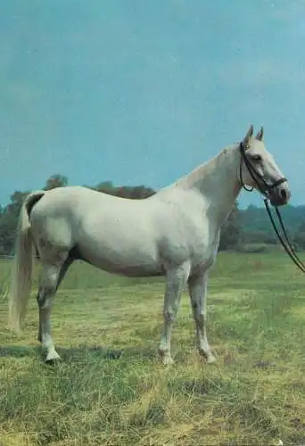 Horse, cheval, Pferde Postkarte Germany