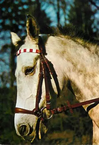 Horse, cheval, Pferde Postkarte West Germany