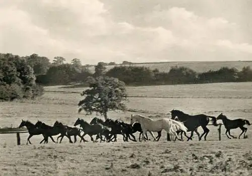Horse, cheval, Pferde Postkarte Germany wild horses