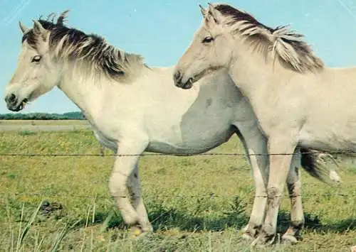 Horse, cheval, Pferde Postkarte Germany ponies auf der weine