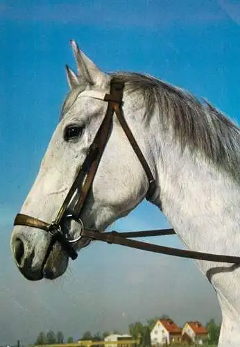 Horse, cheval, Pferde Postkarte Germany