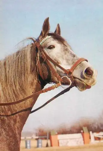 Horse, cheval, Pferde Postkarte Germany araber