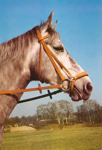 Horse, cheval, Pferde Postkarte Germany