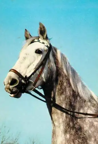 Horse, cheval, Pferde Postkarte Germany
