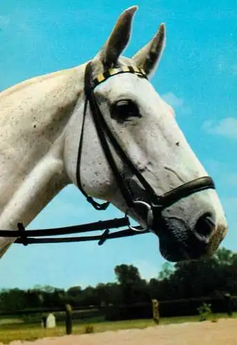 Horse, cheval, Pferde Postkarte Germany
