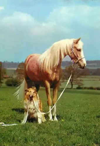 Horse, cheval, Pferde Postkarte West Germany