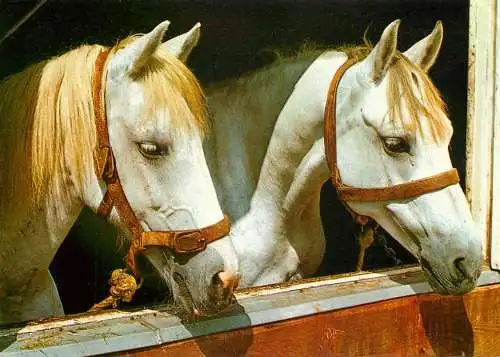Horse, cheval, Pferde Postkarte West Germany