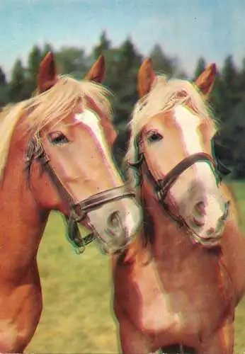 Horse, cheval, Pferde Postkarte Germany