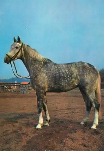 Horse, cheval, Pferde Postkarte Germany