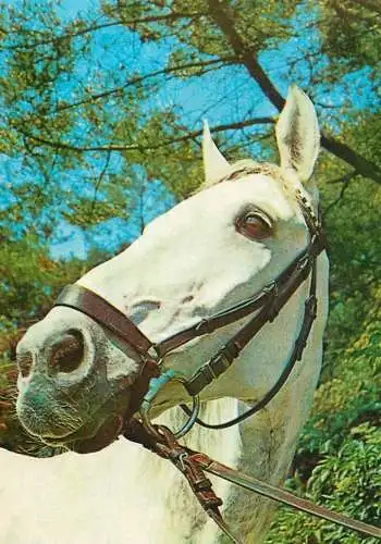 Horse, cheval, Pferde Postkarte