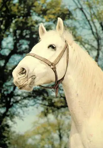 Horse, cheval, Pferde Postkarte Germany