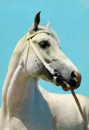 Horse, cheval, Pferde Postkarte Germany
