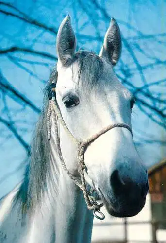 Horse, cheval, Pferde Postkarte West germany